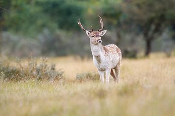 Young fallow deer by Pim Leijen