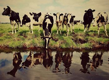 vaches au bord de l'eau