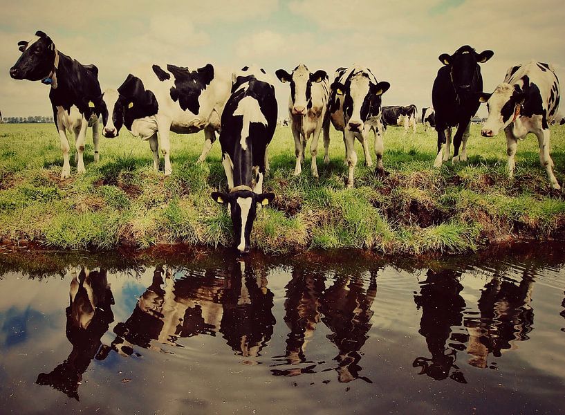 cows along the waterfront by Annemieke van der Wiel