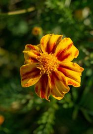 Marigolds by Anjo ten Kate