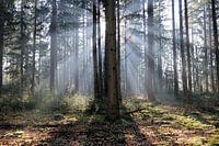 Zonnestralen