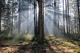 Sunbeams by Henk Katuin