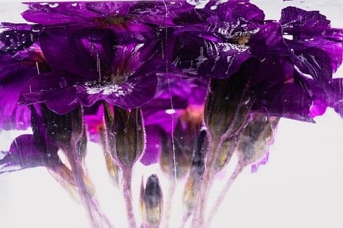 Pink primroses in ice 3 by Marc Heiligenstein