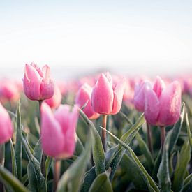 Hollandse Tulpen van Eva Fontijn