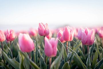 Holländische Tulpen von Eva Fontijn
