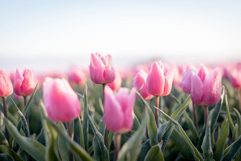 Dutch Tulips by Eva Fontijn