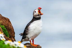 Rufender Papageitaucher (Fratercula arctica)