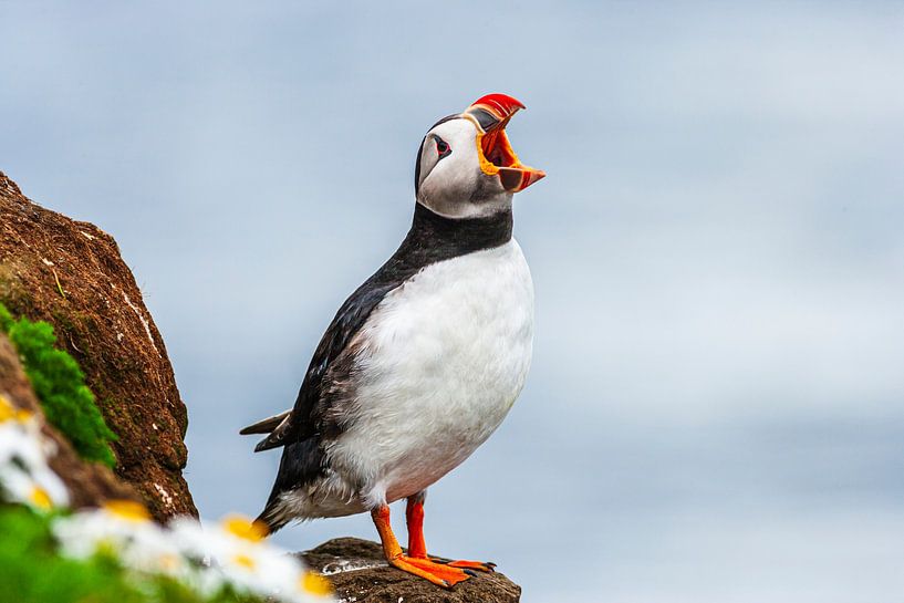 Rufender Papageitaucher (Fratercula arctica) von Chris Stenger