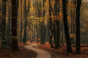 Herfst van Moetwil en van Dijk - Fotografie