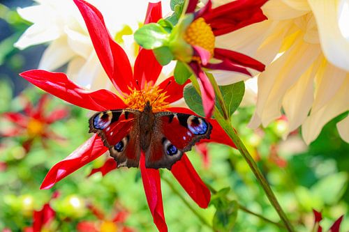 Butterfly on Dahlia flower