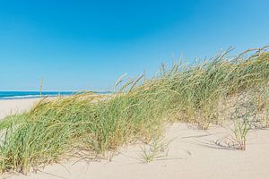 Dünen am Strand mit Strandgras an einem schönen Sommertag am Nordseestrand in Holland. von Sjoerd van der Wal Fotografie