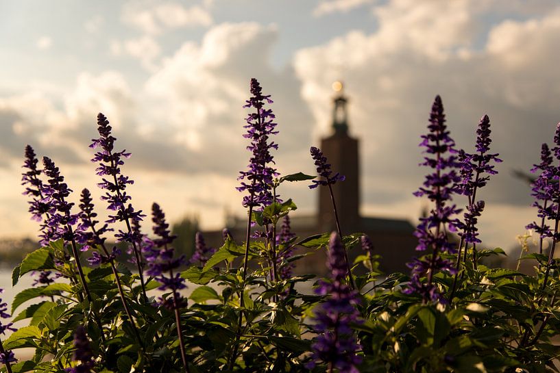 Blumen in der Stadt Stockholm von Karijn | Fine art Natuur en Reis Fotografie