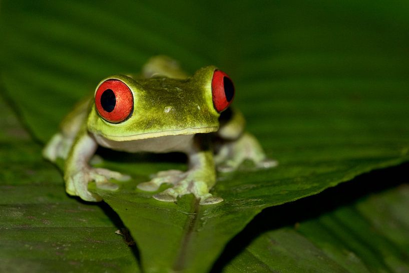 Grenouille arboricole au Costa Rica par Dirk-Jan Steehouwer