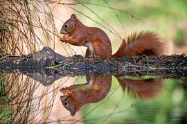 Fressendes Eichhörnchen von Ruud Bakker