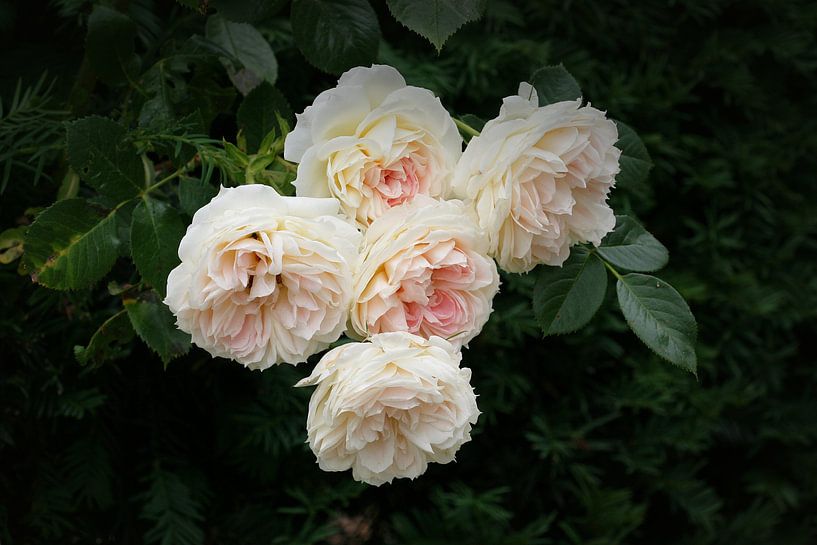 Roses anglaises par Yvonne Blokland