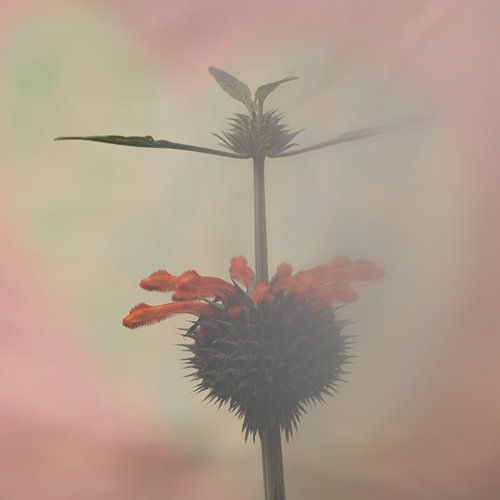 Crazy flower in a soft atmosphere