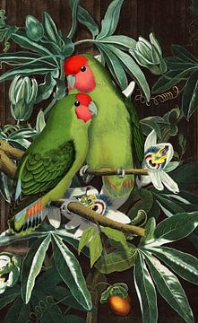 Rosy-Faced Love Birds van Marja van den Hurk