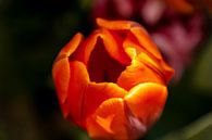 Close-up van een oranje tulp von Stedom Fotografie Miniaturansicht