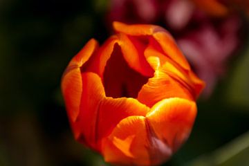 Close-up van een oranje tulp van Stedom Fotografie