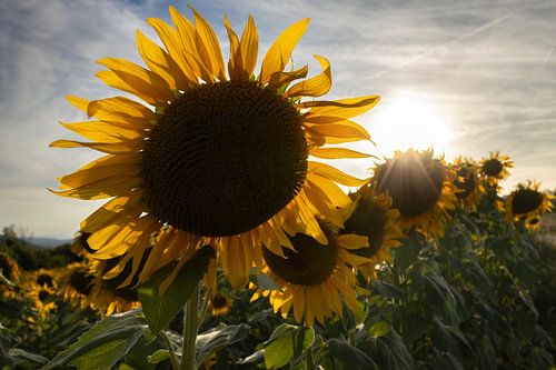 Sonnenblumen von Linda Benjamins