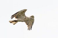 Short-toed eagle