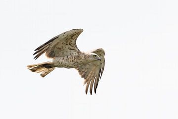 Short-toed eagle by Jan van Vreede