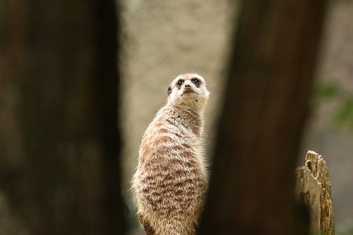 Watchful meerkat on lookout among the trees