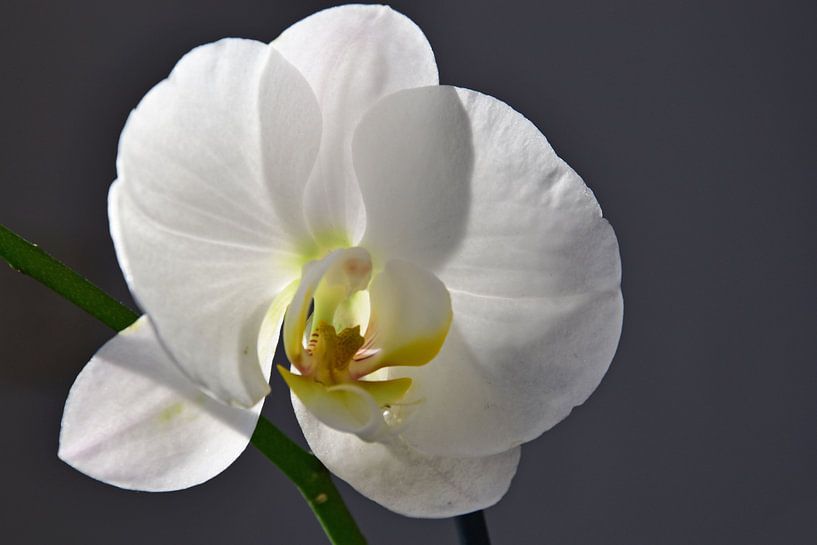 Weiße Orchidee von Ingrid Bargeman