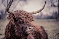 Mr. Scottish Highlander van Jeroen Somers thumbnail