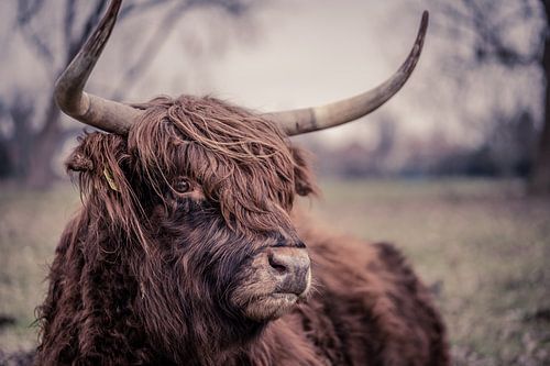 Mr. Scottish Highlander