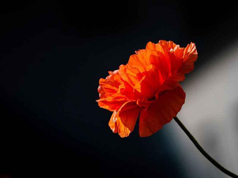 Flowers, Plants and Trees Series by Pitkovskiy Photography|ART