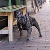 Portrait d'un bouledogue français à côté d'un banc dans une rue commerçante sur Leoniek van der Vliet