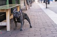 Portret van een Franse Bulldog naast een bankje in een winkelstraat van Leoniek van der Vliet thumbnail