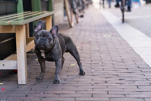 Portret van een Franse Bulldog naast een bankje in een winkelstraat