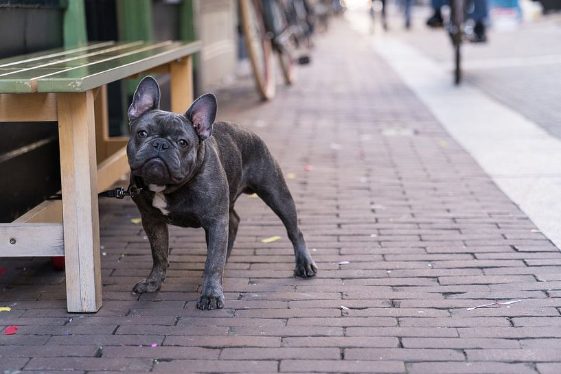Portret van een Franse Bulldog naast een bankje in een winkelstraat van Leoniek van der Vliet