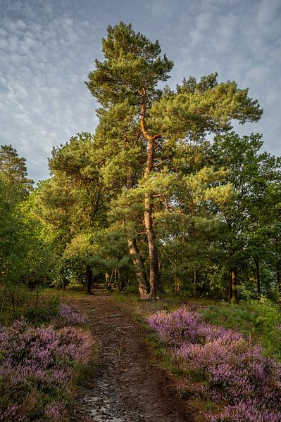 Scots pines on the flowering heathland during sunrise by John van de Gazelle fotografie