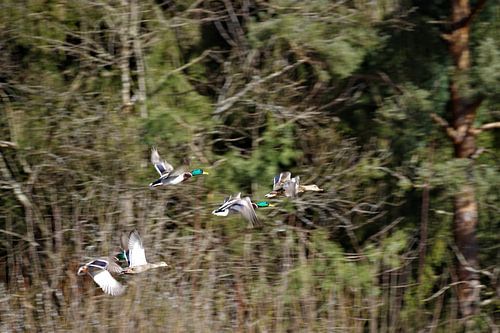 Enten im Flug von Daniel Dorst