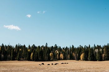 Bison, Amerikanische Landschaft