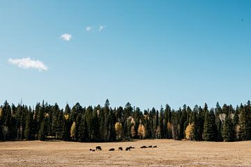 Bison, Amerikanische Landschaft von Tessa Bruggink