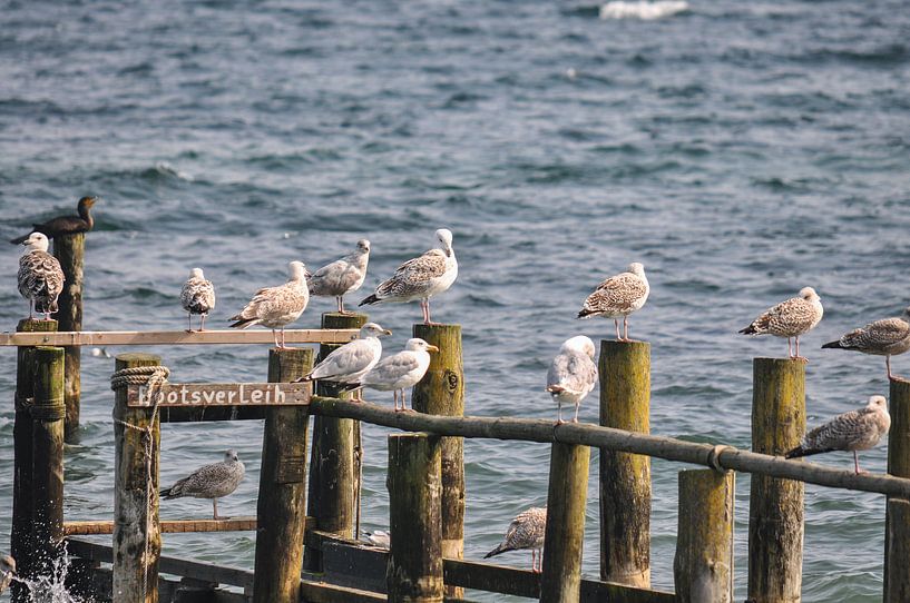 Möwen am Bootssteg auf Vitt, Rügen von GH Foto & Artdesign