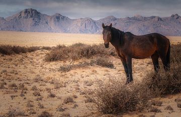 Wild Mustang by Loris Photography