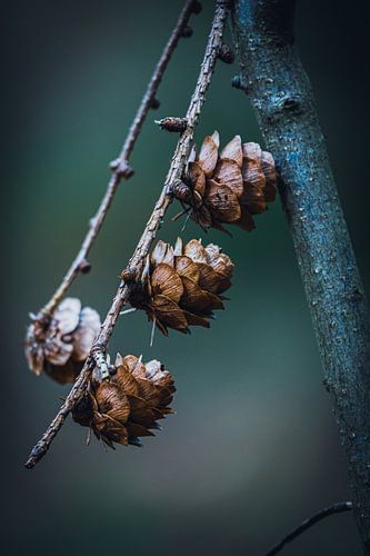 Three pine cones in a row