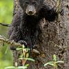 Black bear cub by Menno Schaefer