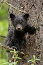 Junger Schwarzbär von Menno Schaefer Miniaturansicht