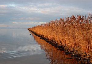 Goldenes Schilf entlang des Wassers von Foto Studio Labie