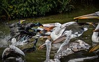 Aalschovers en pelikanen vechten om het eten van Chihong thumbnail