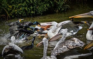 Aalschovers en pelikanen vechten om het eten van Chi