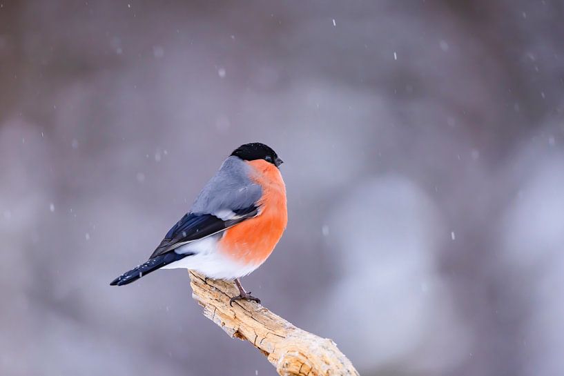 The Northern Bullfinch, Pyrrhula pyrrhula (Bullfinch) by Gert Hilbink