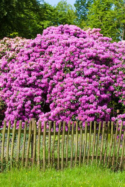 Garden fence and rhododendron flower, Bad Zwischenahn by Torsten Krüger