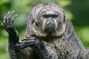Witgezichtsaki (Pithecia pithecia) – Een Mysterieus Woudwezen